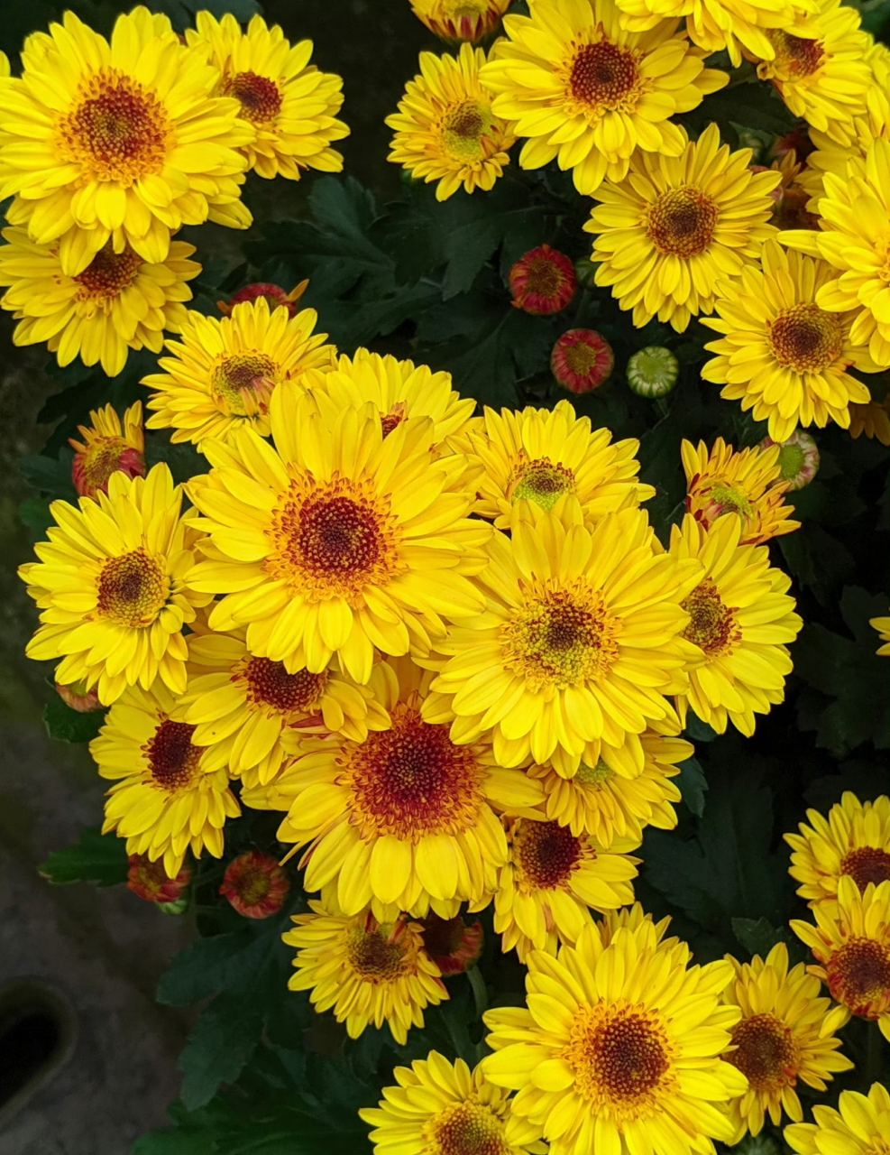 清新淡雅的小菊花绽放在秋色里,阳光很暖  ,微风很甜 , 万物可爱