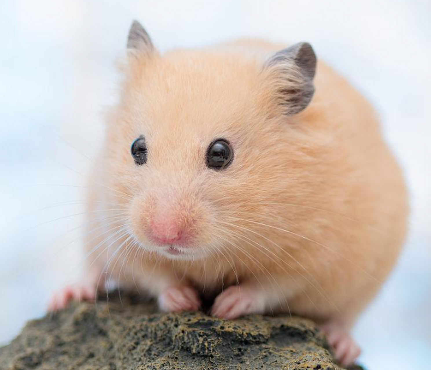 黄金仓鼠是仓鼠的祖先,属于濒危动物.