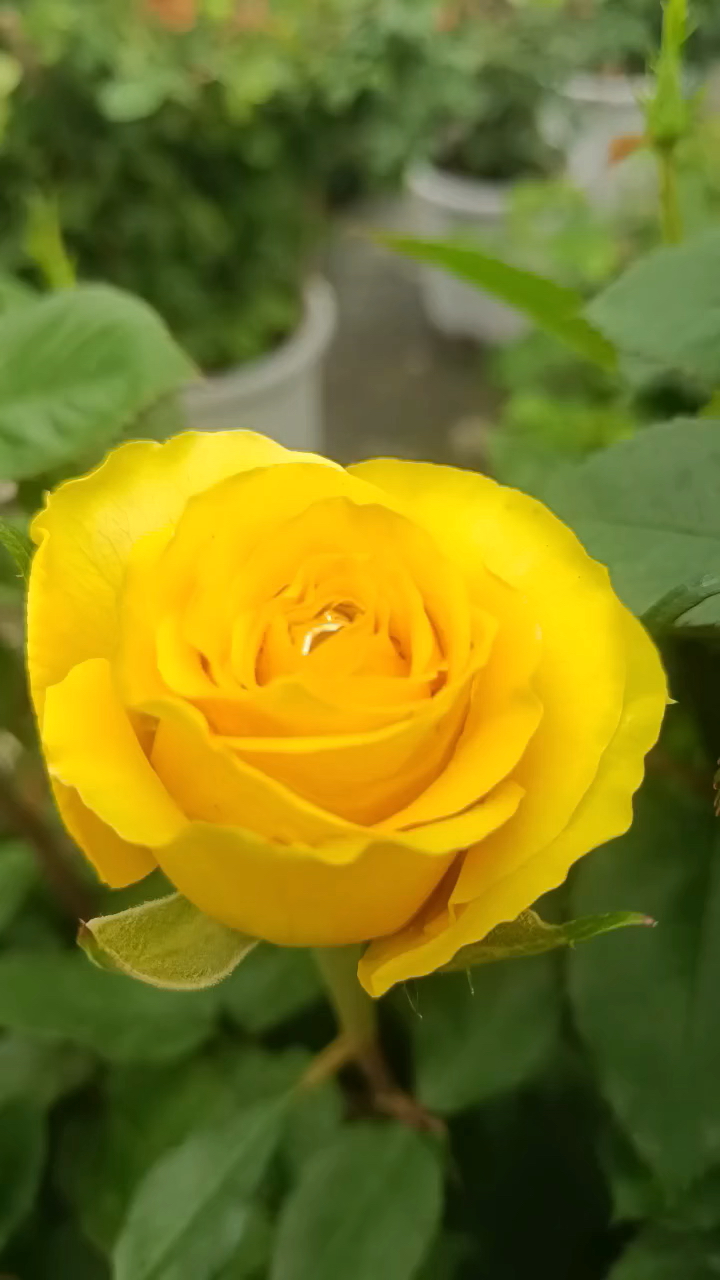 苏格兰黄油 大花浓香切花玫瑰