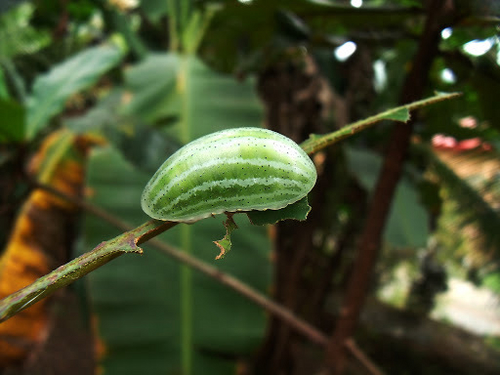 绿蛞蝓毛虫,一种叫做eloasa symphonistis的蛾子的幼虫,长得像一个