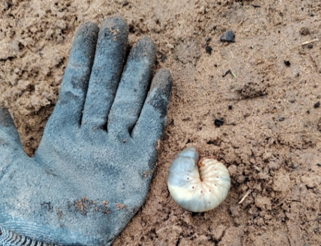 地老虎,蛴螬,蝼蛄,金针虫等地下害虫防治指南来了!