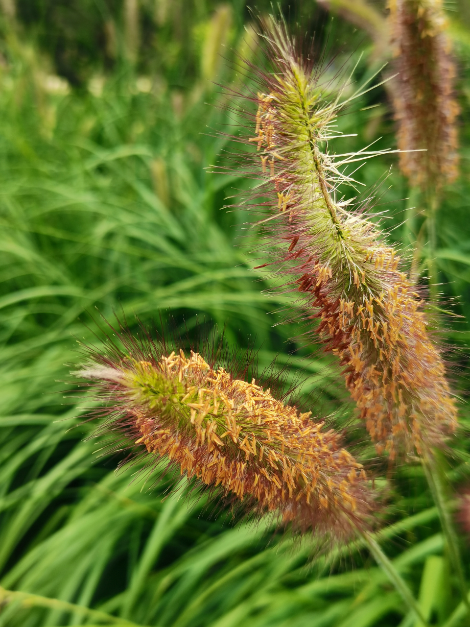 野火烧不尽 春风吹又生——狼尾草  禾本科狼尾草属多年生植物,病虫害