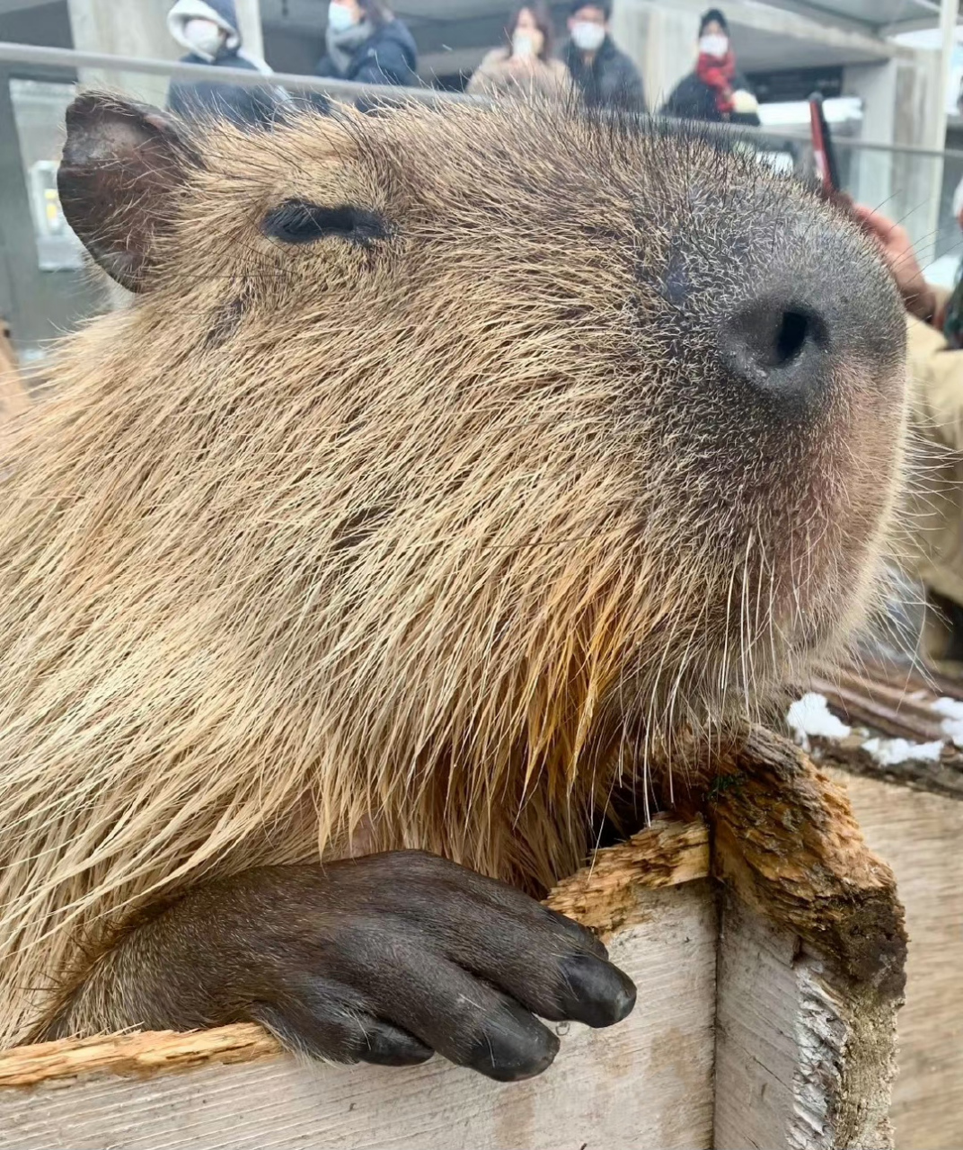 新型宠物推荐:水豚.