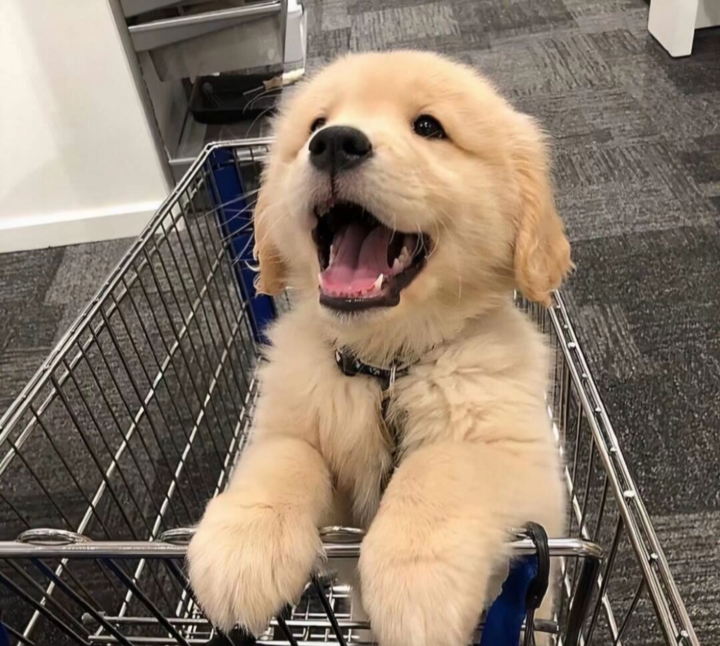 超可爱的狗狗头像