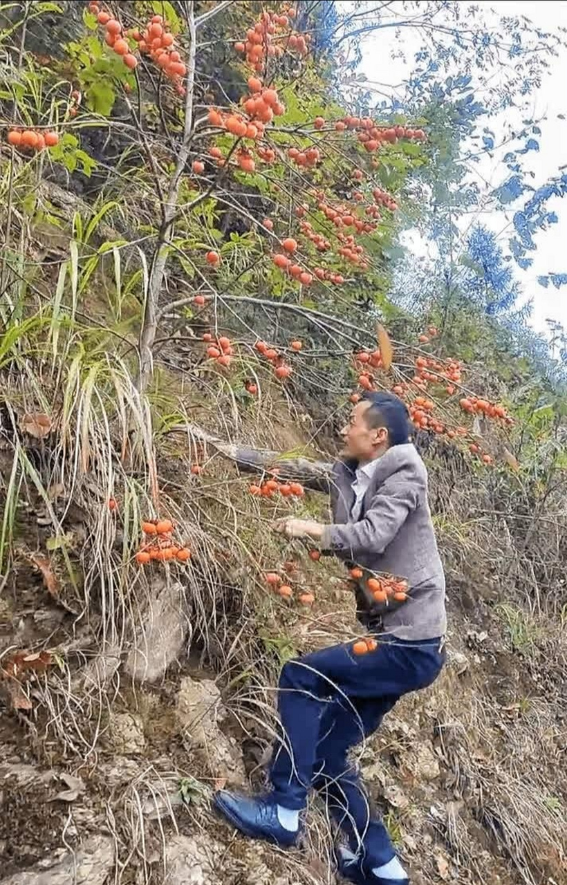 野生金蝉子柿子树图片图片