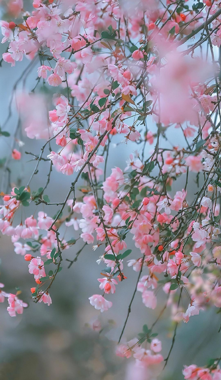 海棠花:愿你千山暮雪海棠依旧02,不为岁月惊扰平添忧愁.