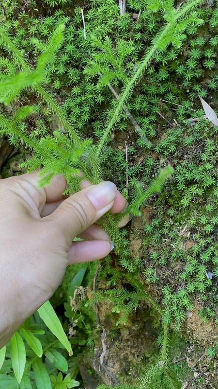 农村这种植物叫伸筋草,又名狮子草,舒筋草,遇见采些回家-度小视