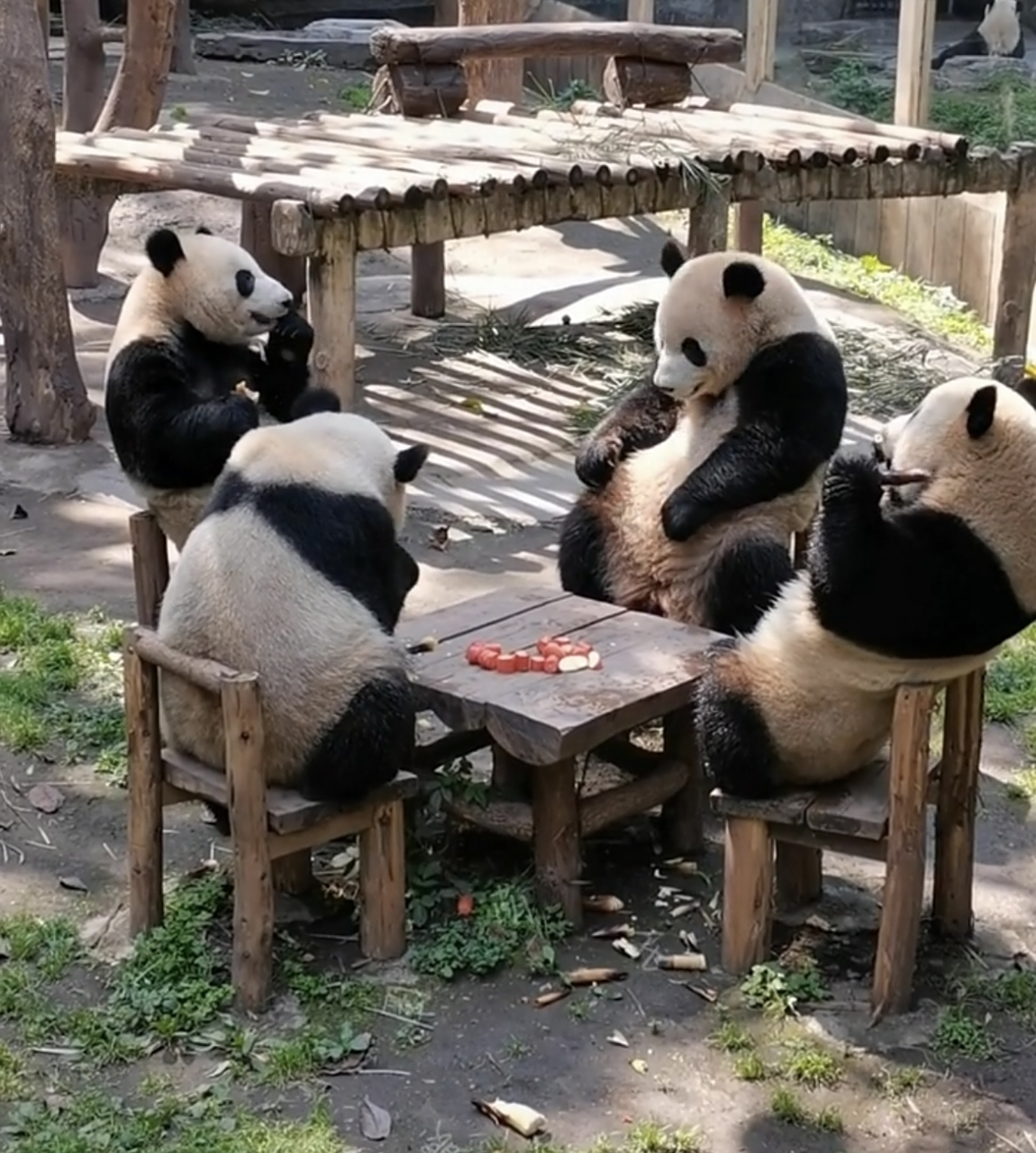 大熊猫都会打麻将了,活久见,这几只熊猫快成精了