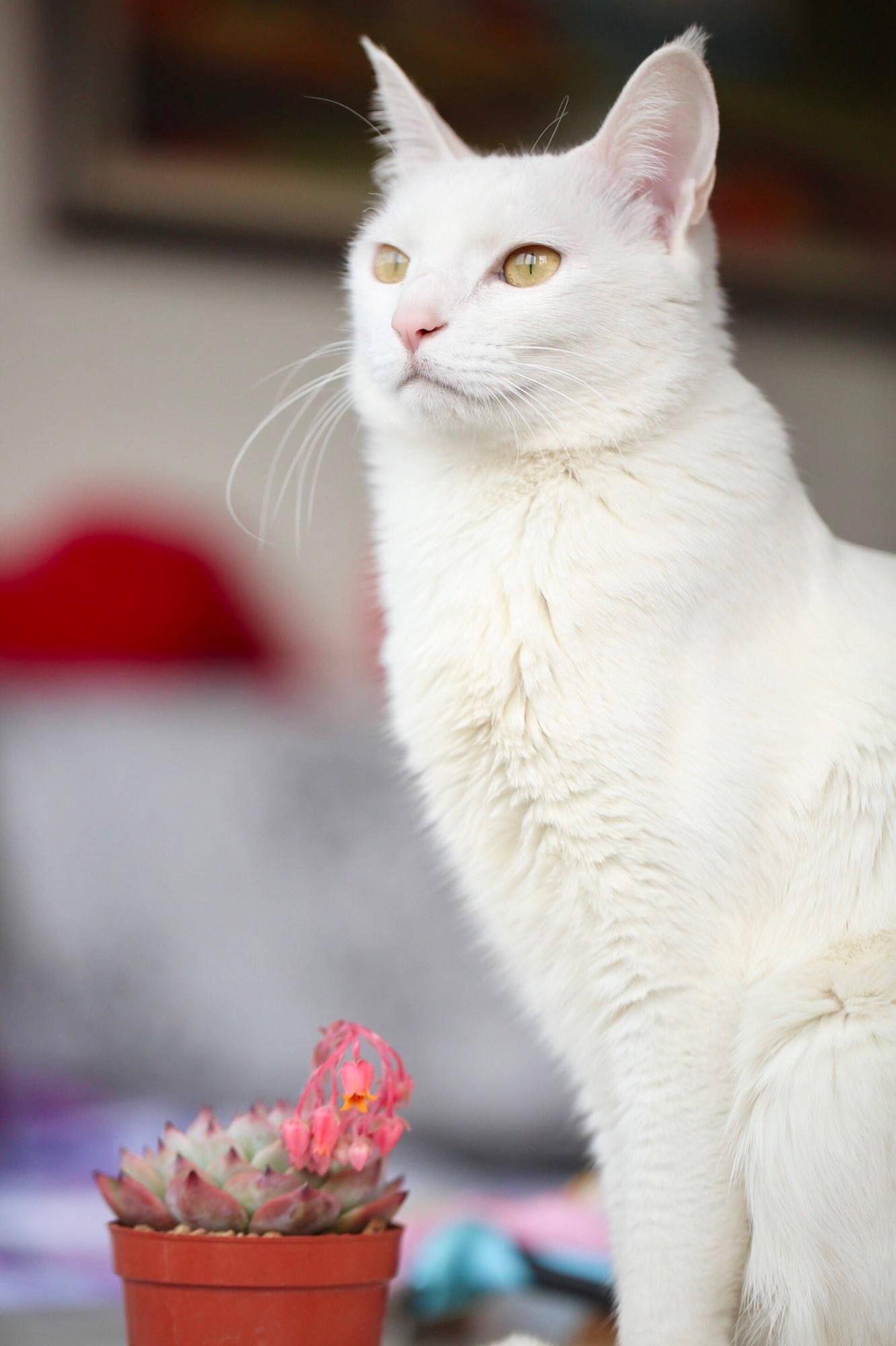 「心如猛虎轻嗅蔷薇」 一起来吸猫