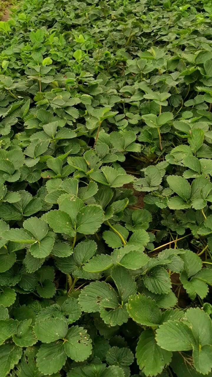 大叶宁玉草莓成熟早产量高抗病能力强口感一般