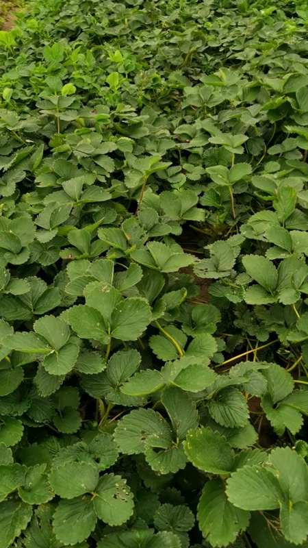 81次播放.2022-08-131启程草莓苗4255粉丝  关注王昭君越充越什么?5.