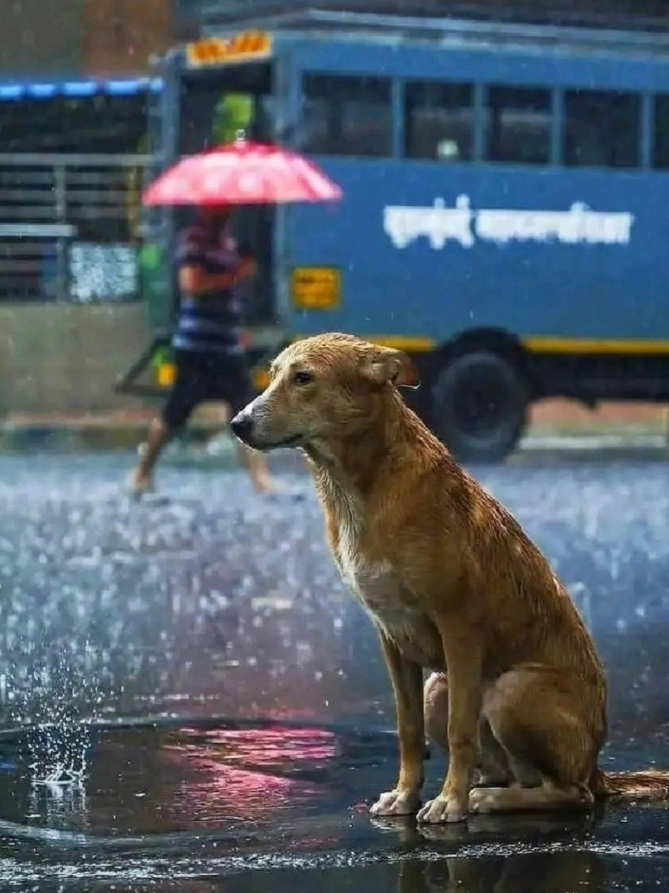 雨中的狗表情包图片
