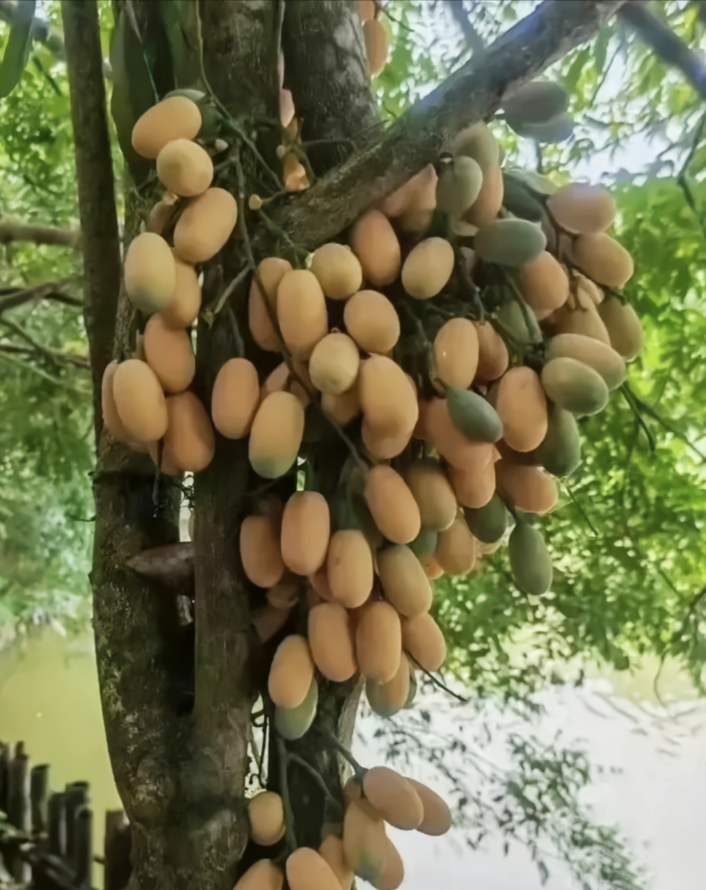 网友:芒果是这么长在树上的吗,怎么感觉哪里不太对?