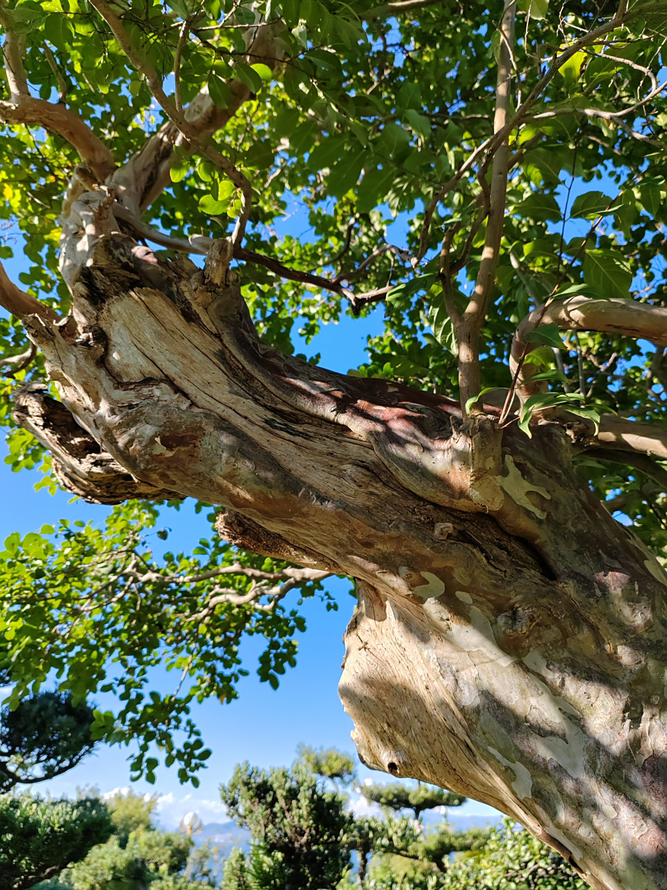 紫薇盆景老树桩,大自然写真摄影图片