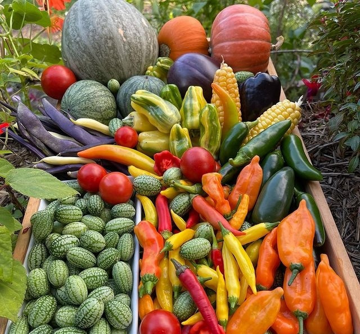 秋日的菜园 依旧色彩丰富~ 【一起来晒秋日限定丰收季吧】初秋微凉的