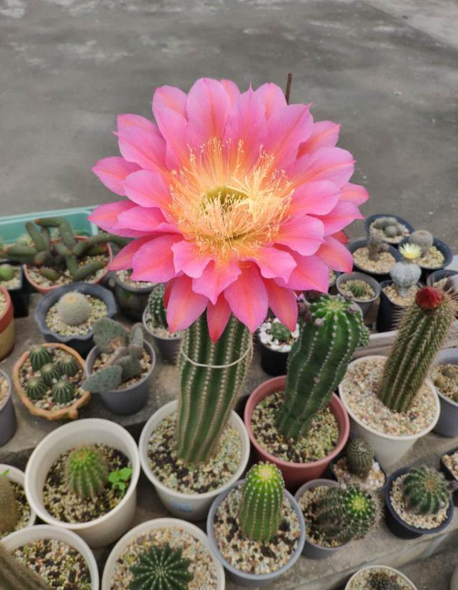 十大最贵仙人球?挑战你的钱包极限,让你大开眼界!