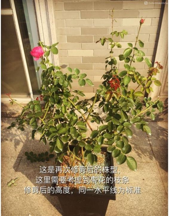月季盲枝就是养分不足造成的,跟施肥以及根系健壮程度有关