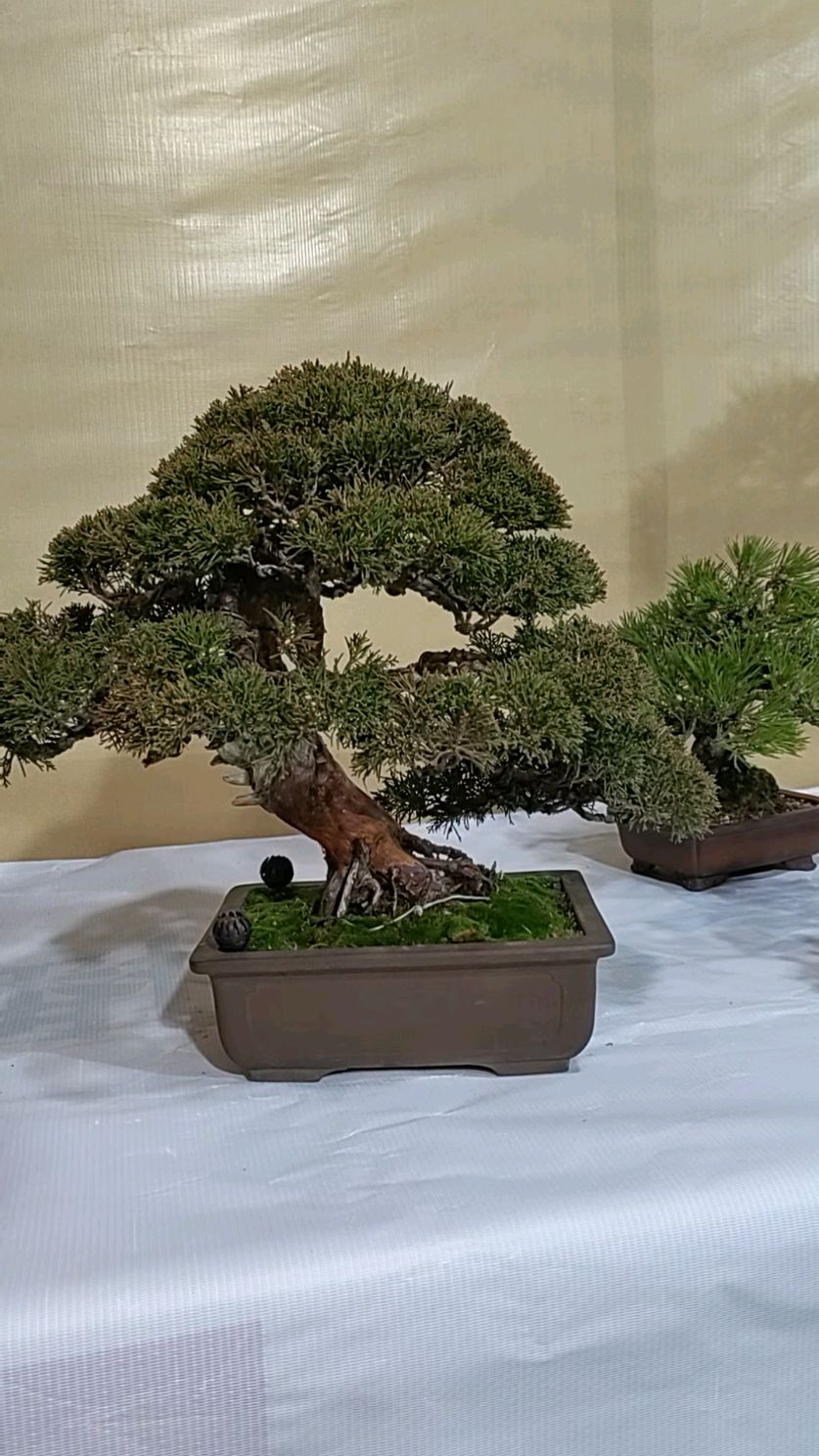 岛国进口精品老桩系雨川真柏喜欢关注哦