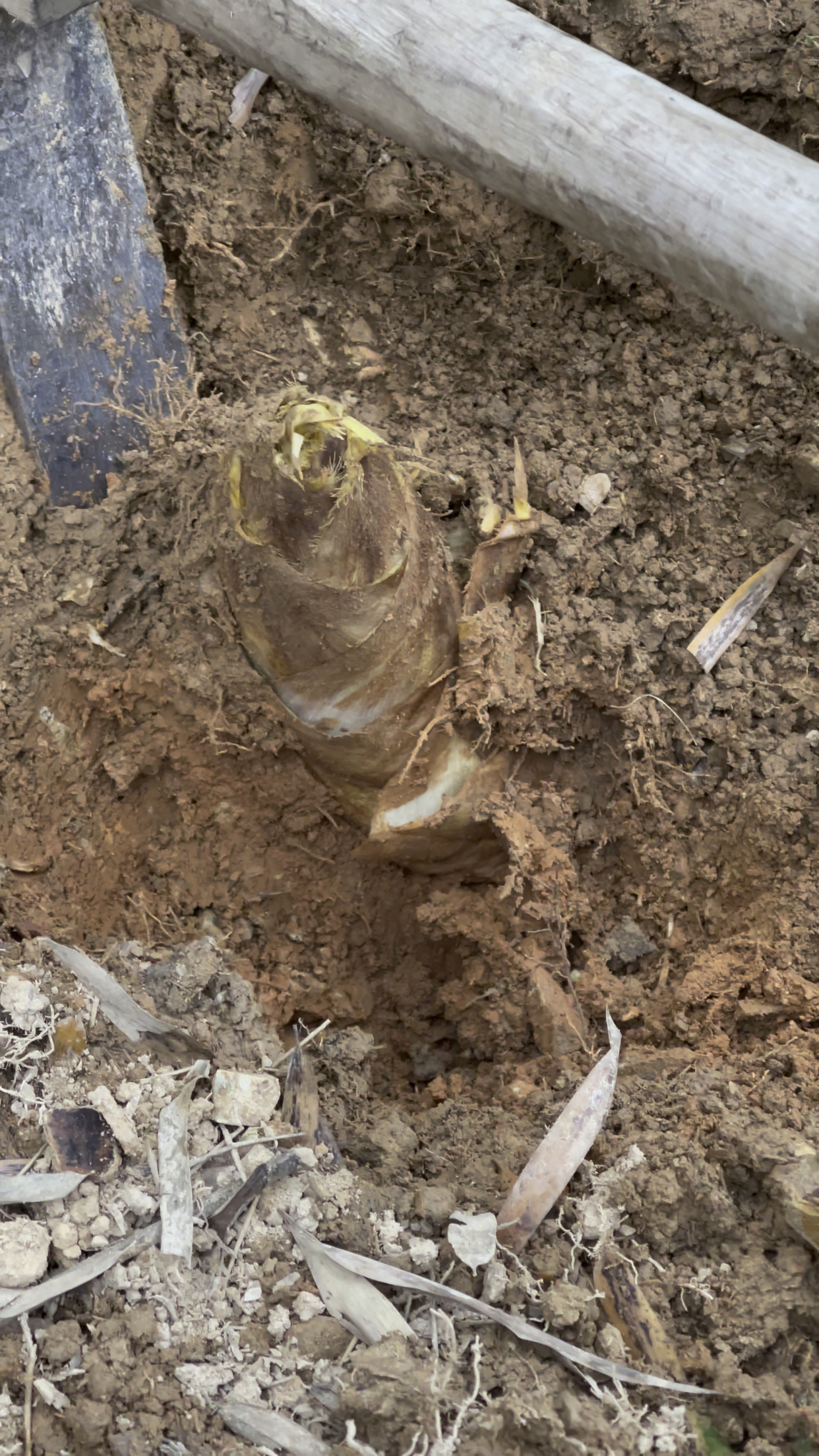 清明时节黄泥拱是最鲜美的竹笋只是挖笋需要技术不懂的找不到它