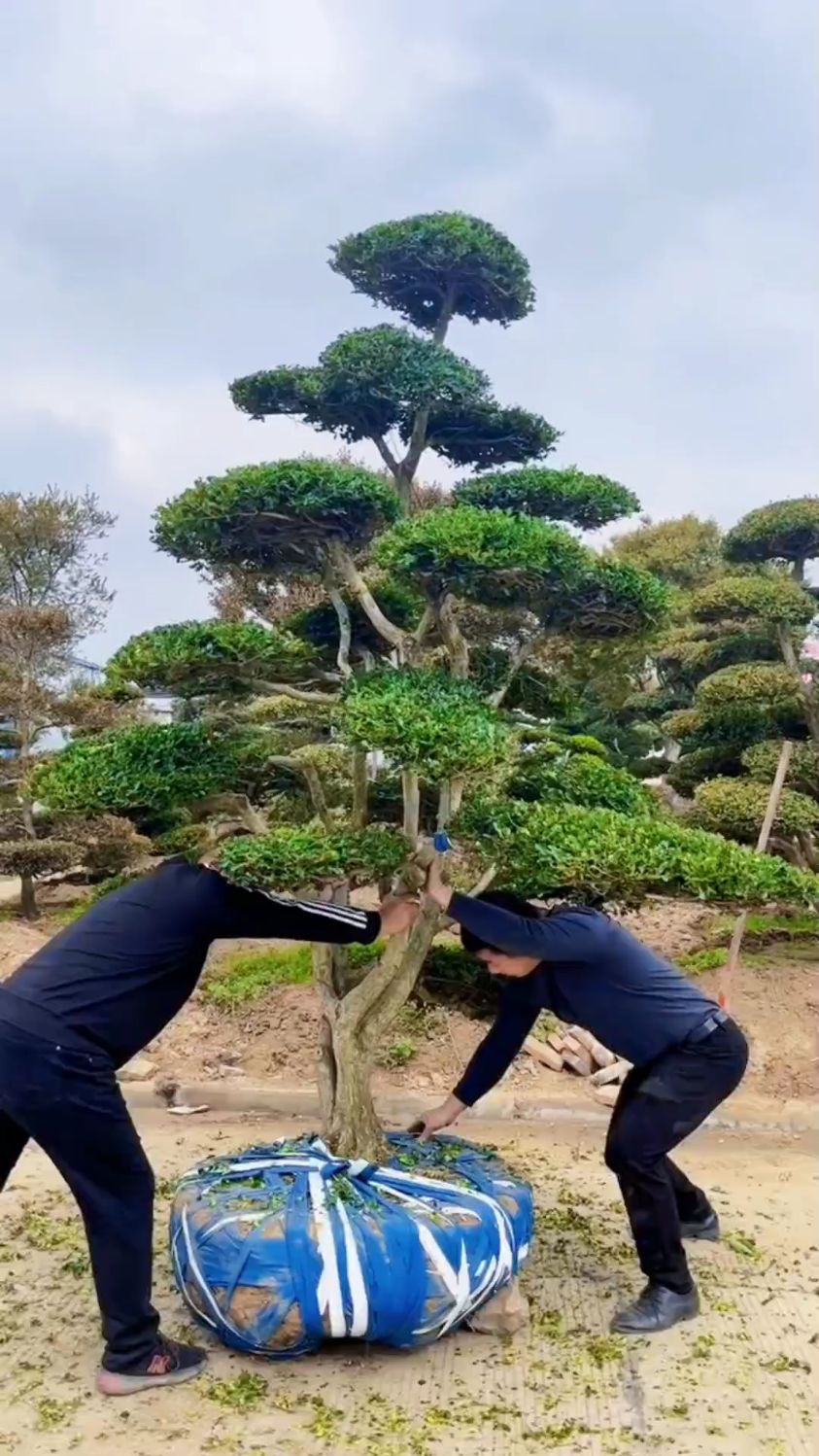 瓜子黄杨造型树四季常青不落叶耐寒耐旱南北方均可栽植