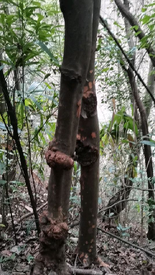 大自然的神奇,马灵光
