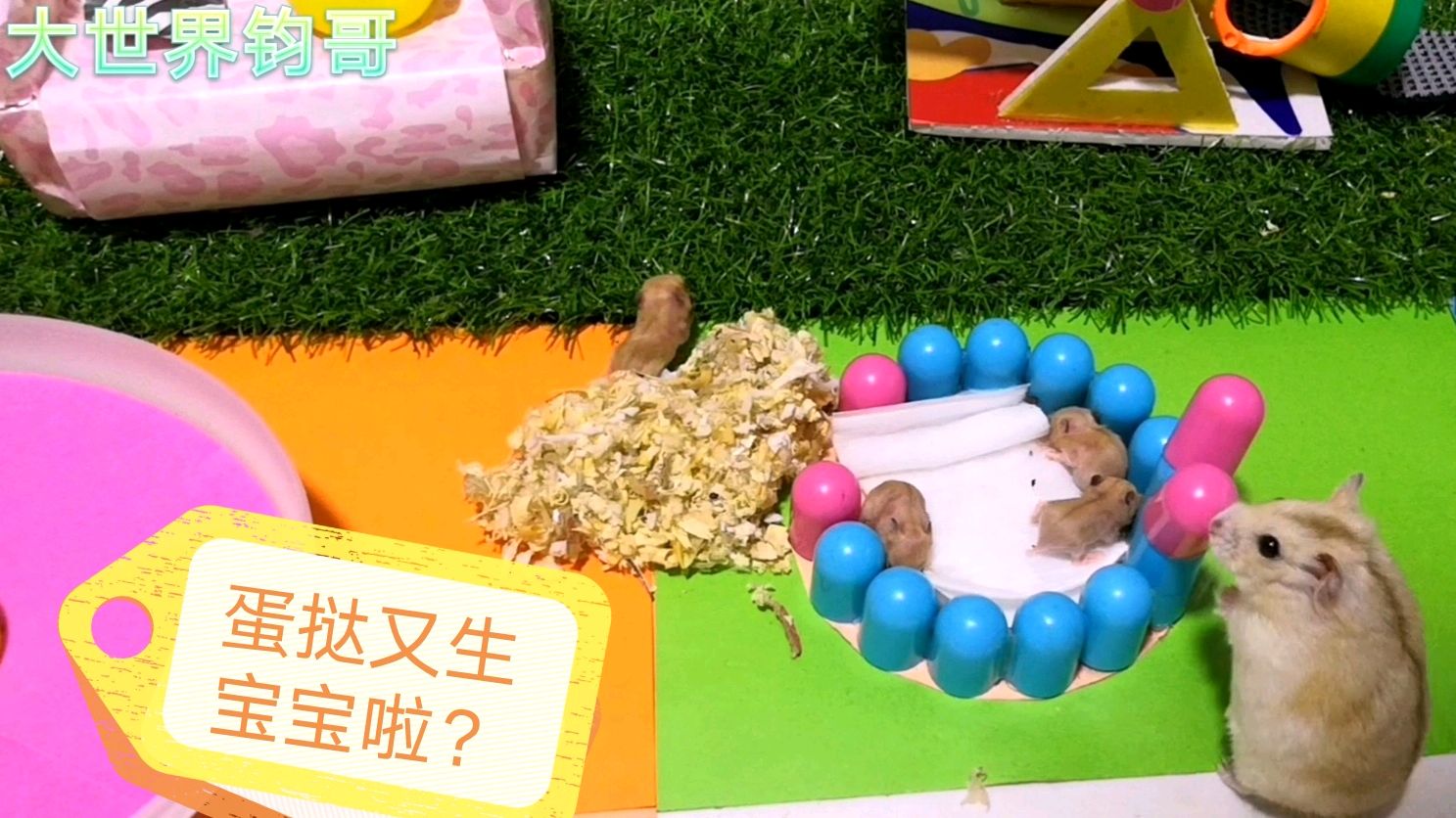 仓鼠蛋挞又生宝宝啦!看鼠妈守着宝宝细心照顾的样子主人放心了