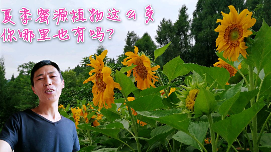 夏季蜜粉源这么多,你们哪里有没有?都叫什么名字?