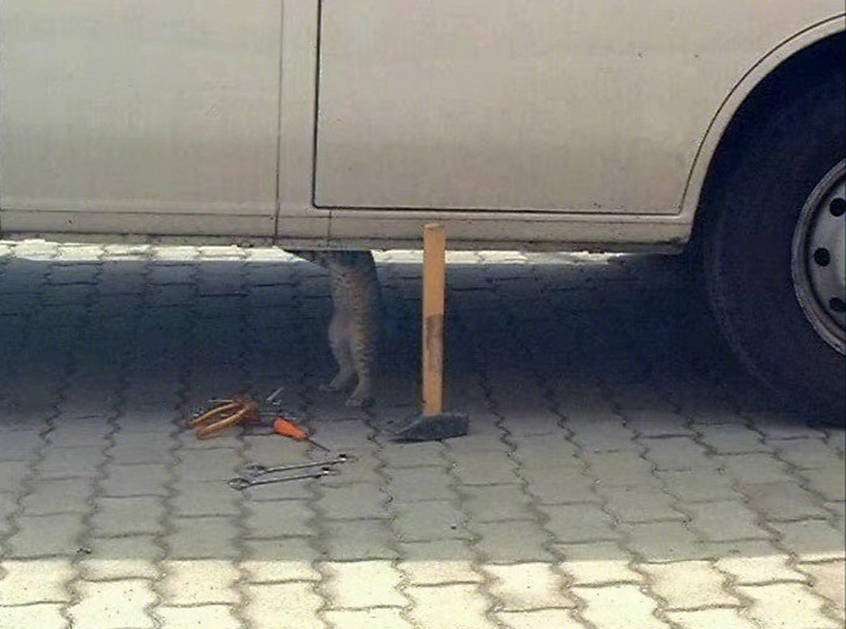 会修车的小猫咪.