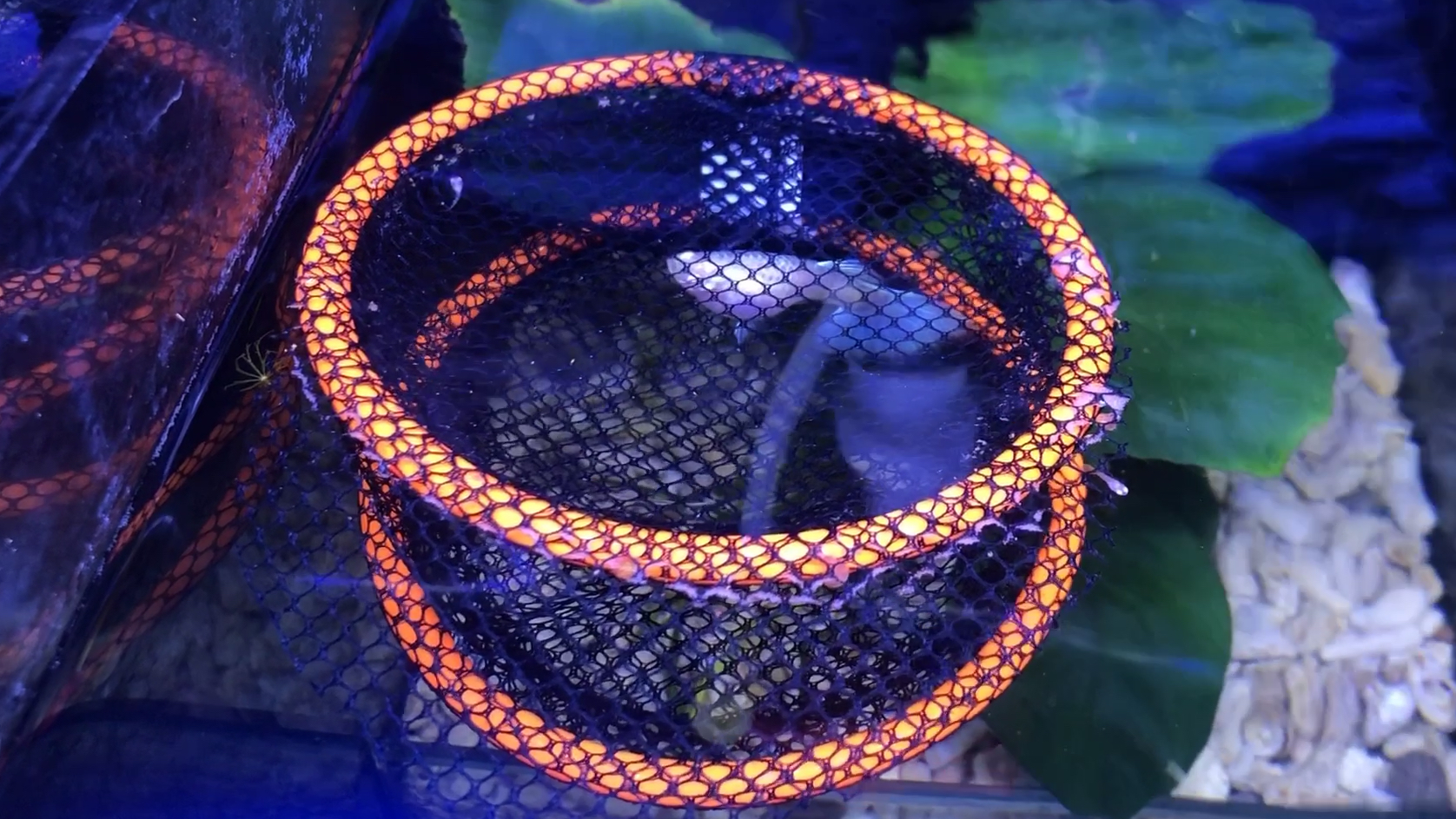 天空蓝孔雀鱼生了80条小鱼,全红孔雀鱼生了32条,收获满满