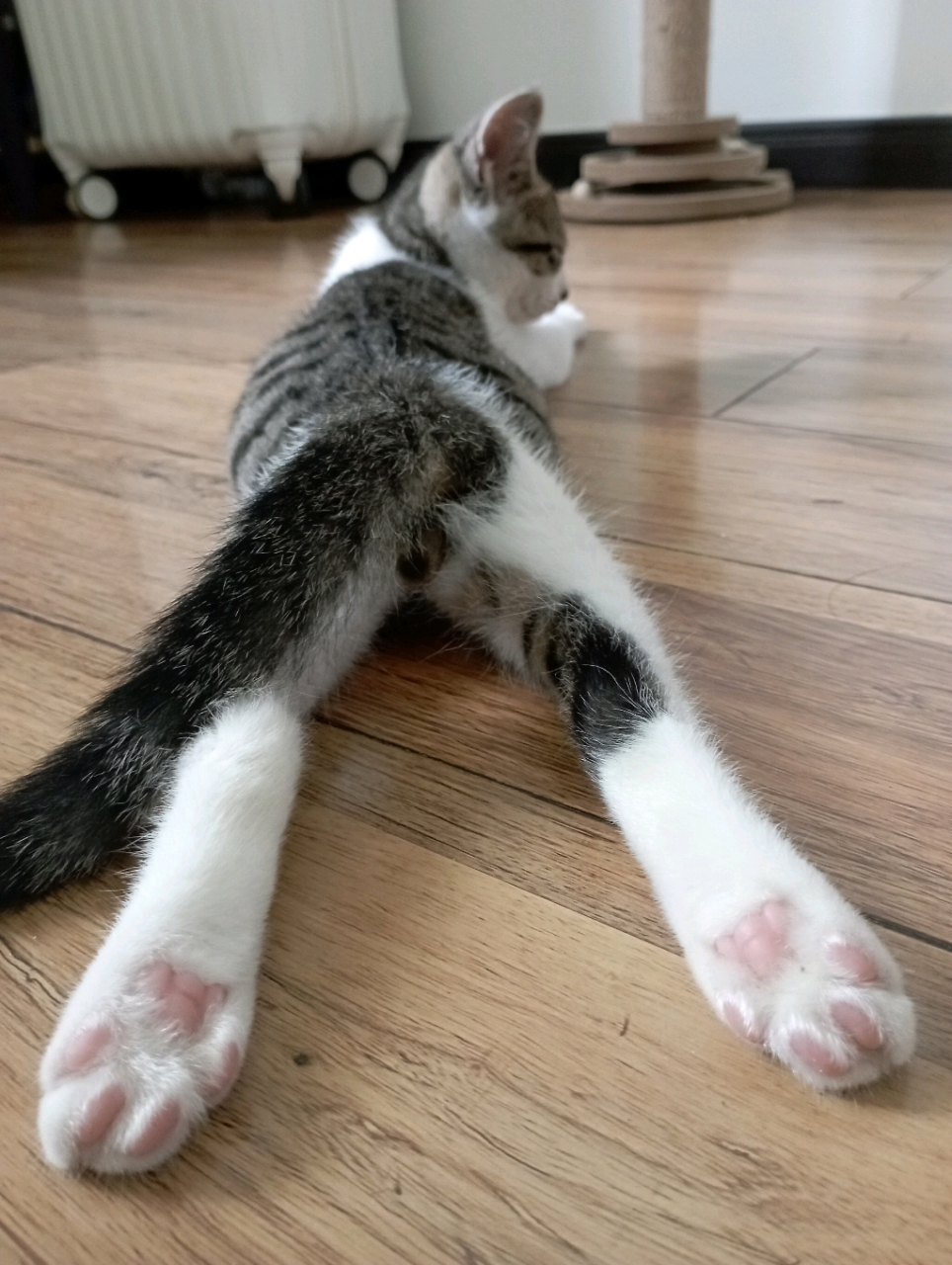 猫咪# 小包子喜欢板鸭趴,还喜欢用一种骚里骚气的姿势往墙角一坐,再