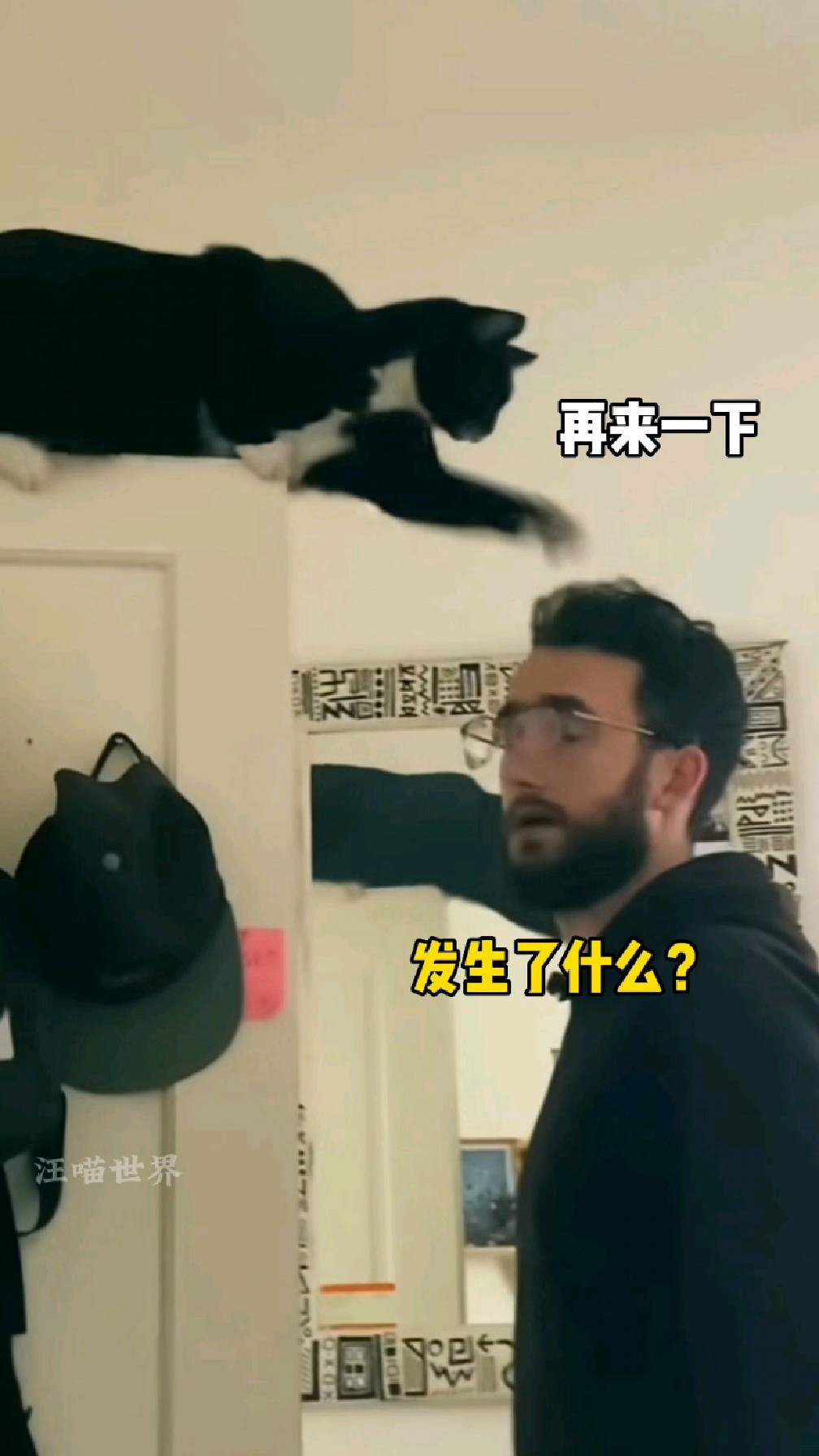 猫:拍死你个榆木脑袋