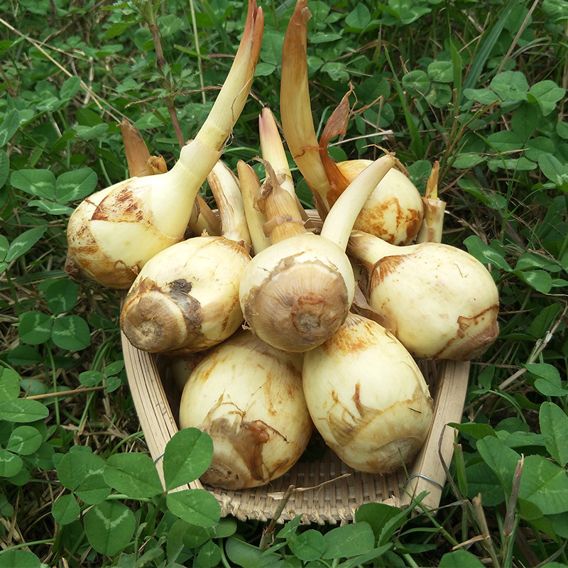 乡野间的野菜一年四季都有,常见但你不一定都认识,看你吃几种?