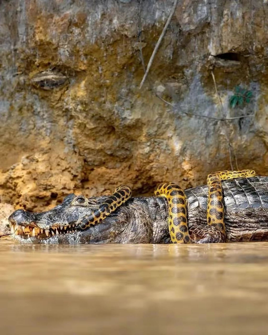 湾鳄是体型最大的鳄鱼,也是世界上最大的爬行动物.