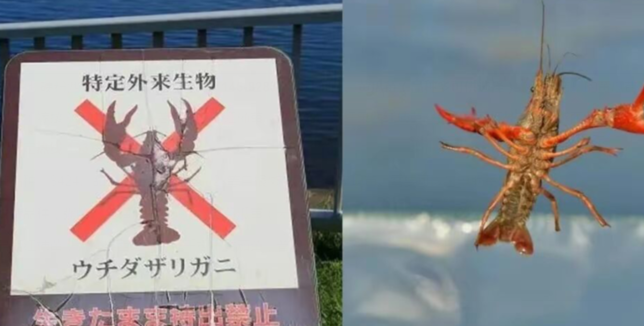 日本为什么立法禁售小龙虾 日本禁止不让买卖销售小龙虾是什么原因