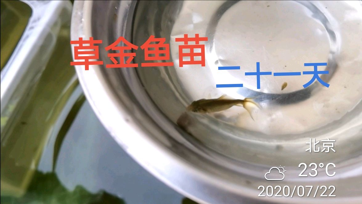 二十一天的草金鱼苗又折腾一次,包括孔雀鱼大鱼,每天各种折腾