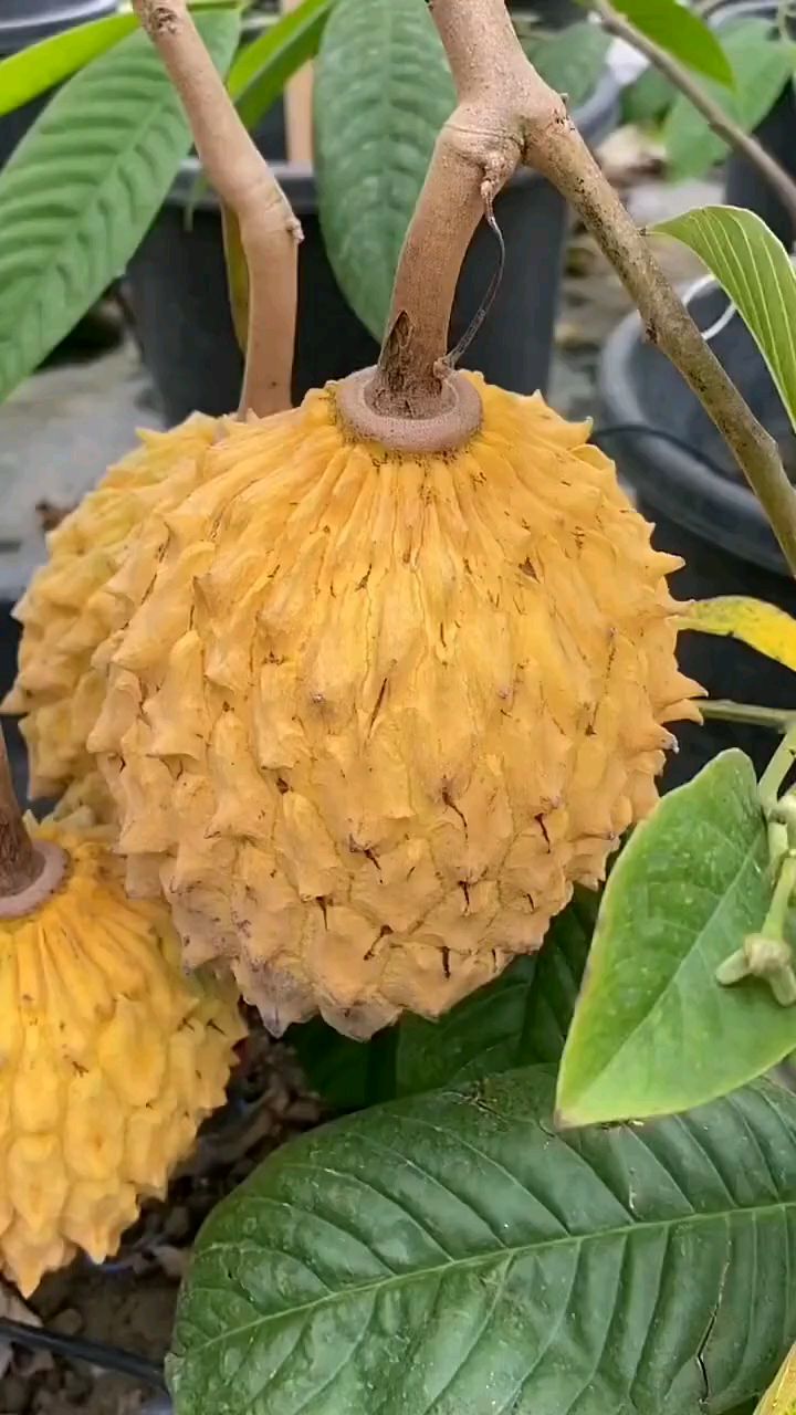 黄颜色的释迦果你绝对没见过