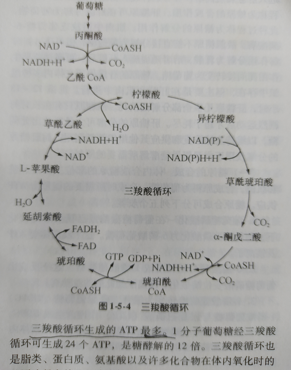 三羧酸循环途径图解图片