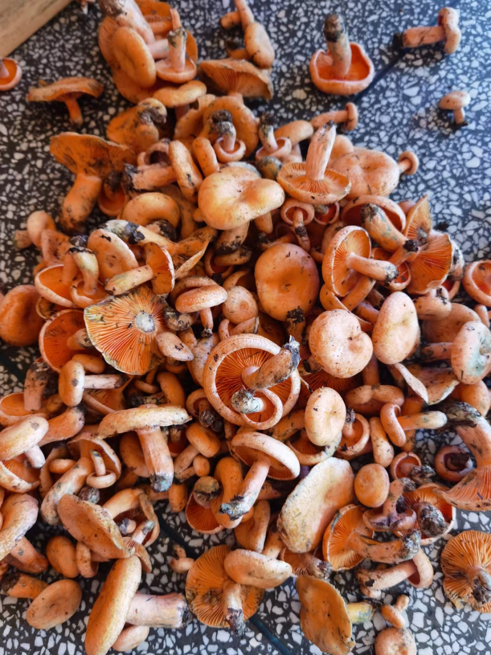 湖南农村六月野生黄枞菌又可以吃了,舌尖上的中国!