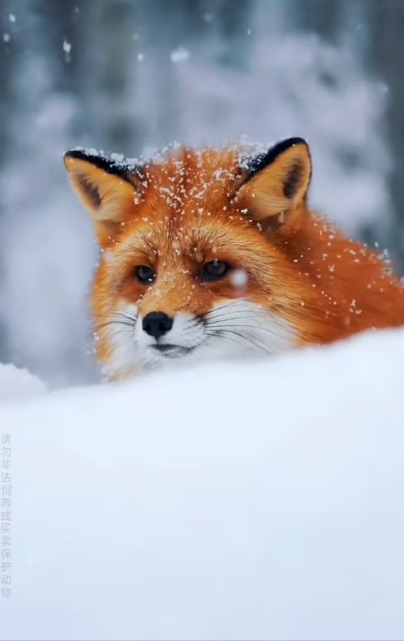 雪山飞狐图片唯美图片