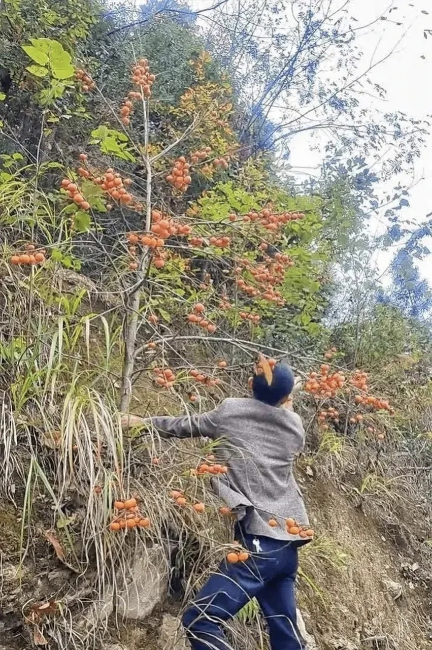 看到一个野柿子,我想知道它能吃吗?