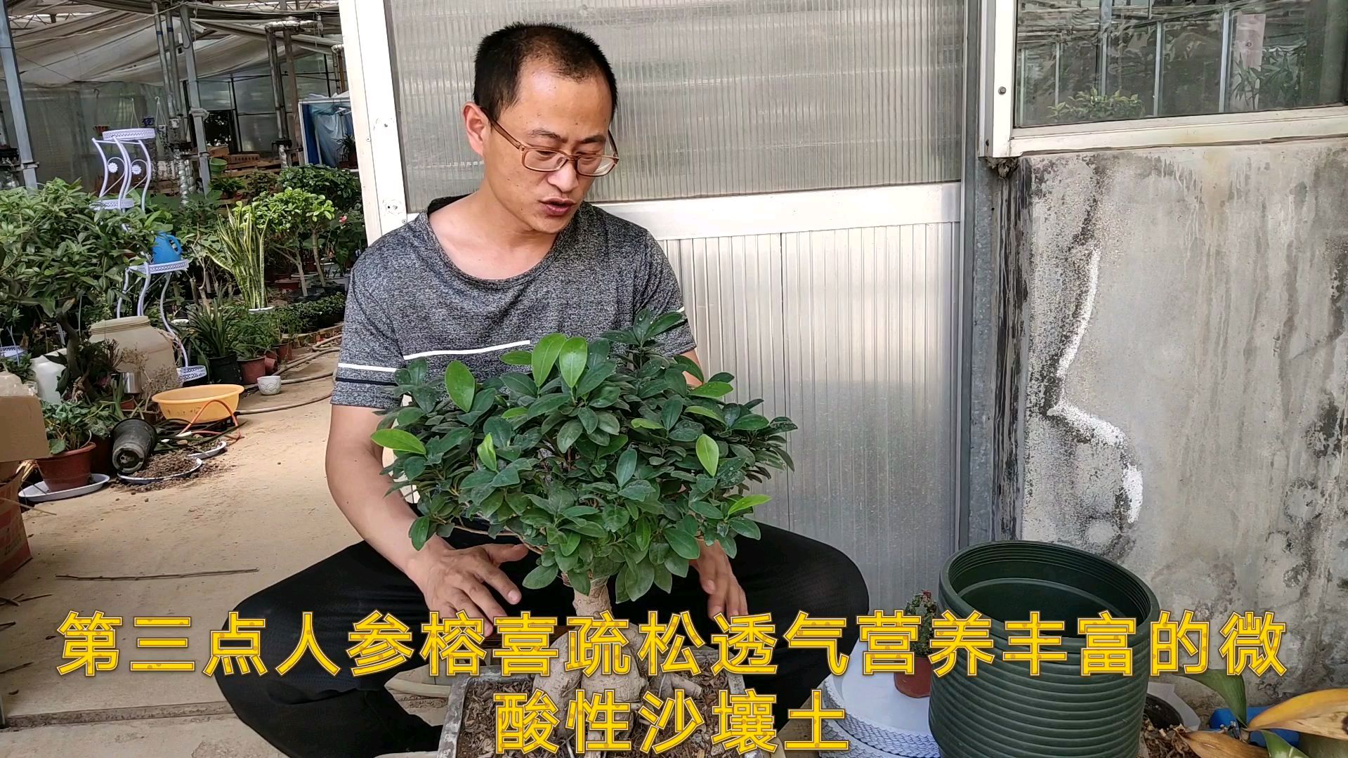 想养好人参榕,一定要注意这几点,很重要