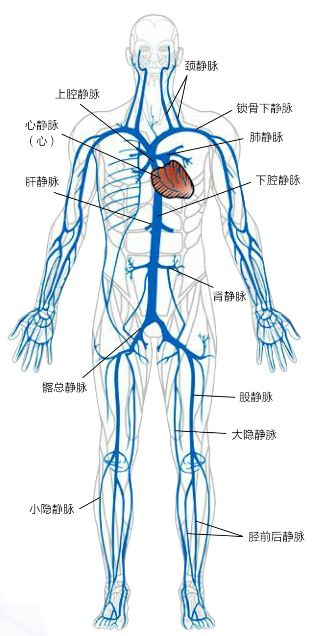 神奇的动脉系统和静脉系统,二者在全身相伴相随,如影随形,将运动和