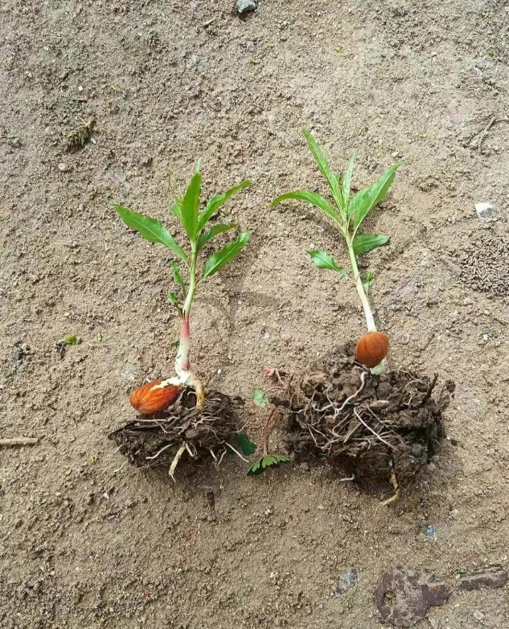 小时候见过的 请问是柳树苗还是指甲花苗?