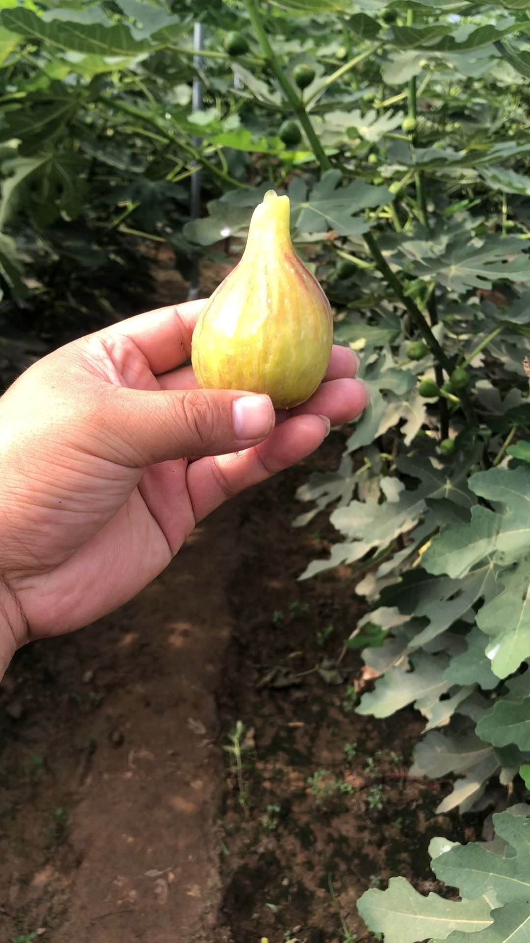 芭劳耐无花果介绍人们又叫大芭成熟糖度高