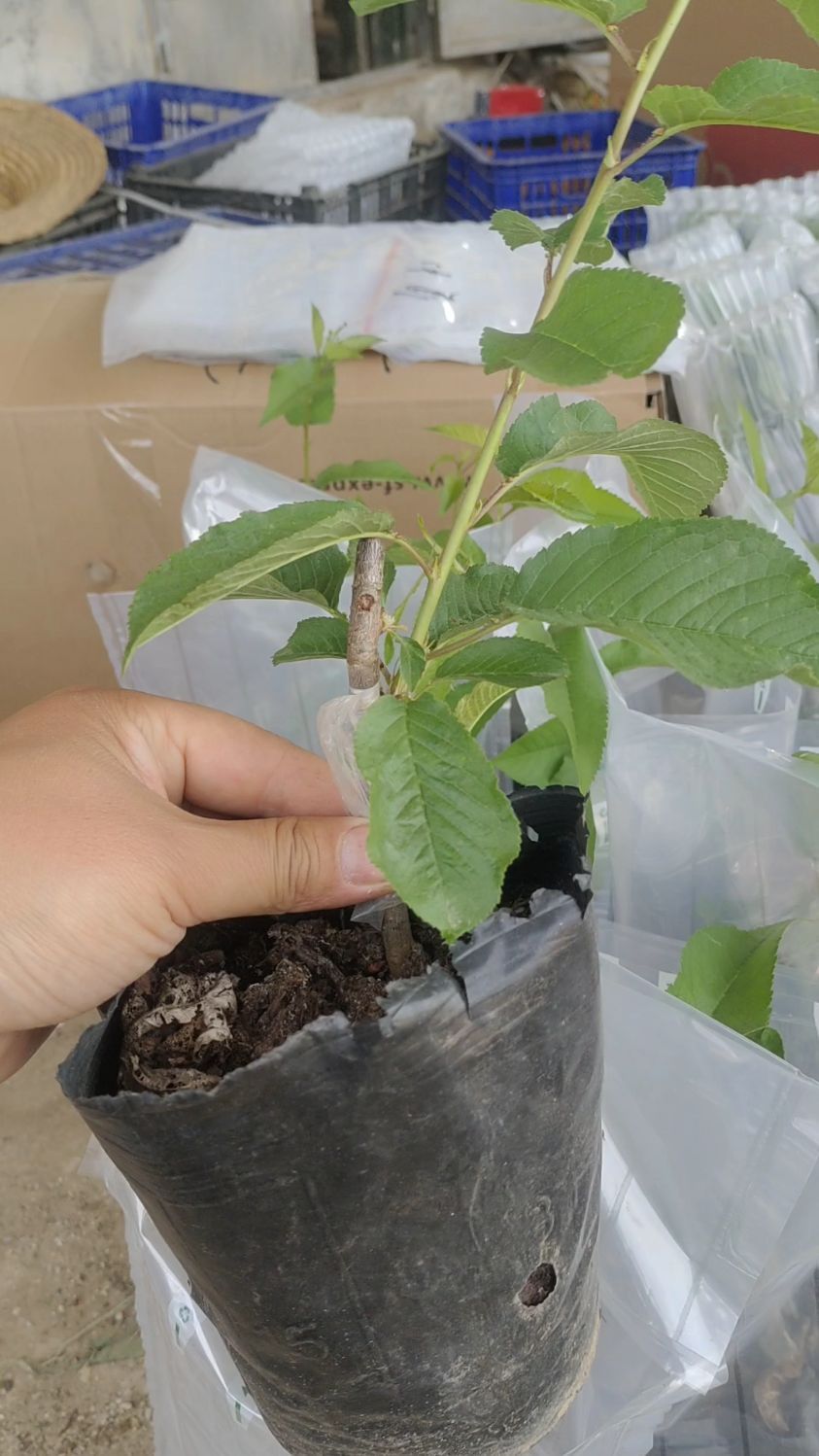 超早熟,果个均匀,颜色深——德樱一号(澳红)大樱桃!-度小视