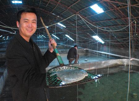 100平米的鱼池,一年产值300万,简单操作收益更高