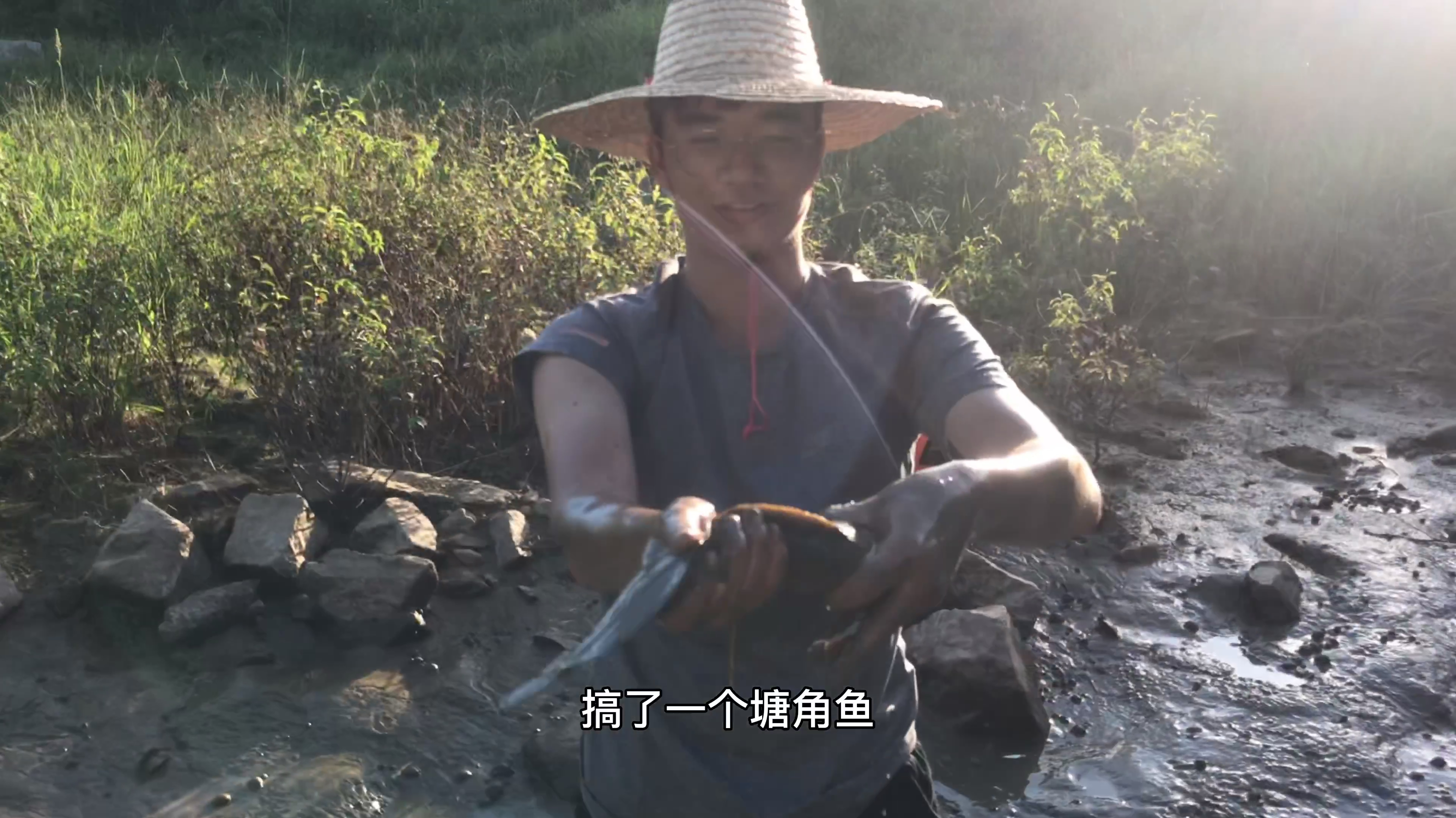 今天路过水坑发现有鱼,盘干后发现有个一斤多的塘角鱼