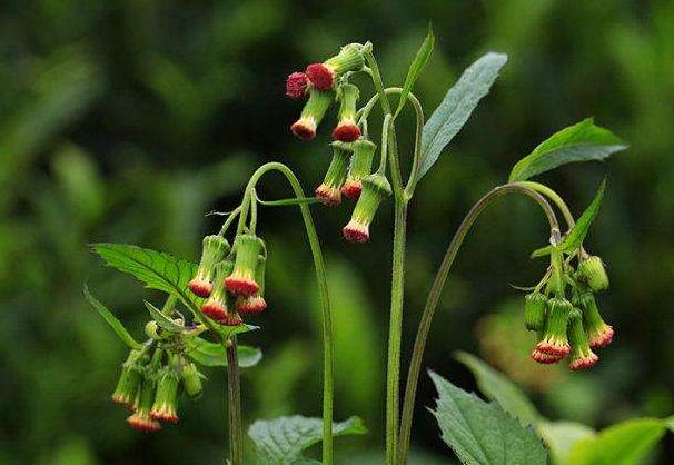 俗称"革命菜",民间又叫"养胃草",总有人分不清与蒲公英混淆