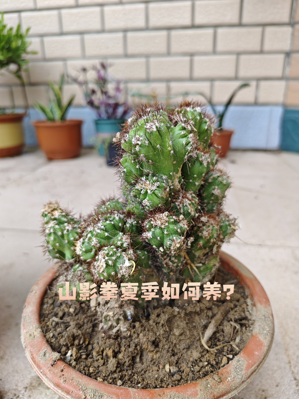 山影拳是一种漂亮的多肉,形状好像一个个拳头组