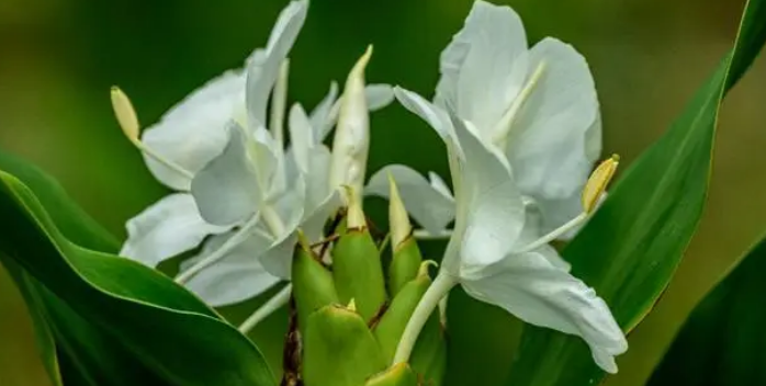 姜花是生姜的花吗?